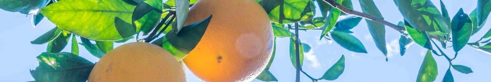 header-2-237.jpg